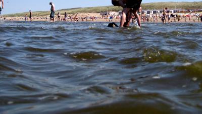 Poepbacterie duikt op in zeewater bij Hoek van Holland
