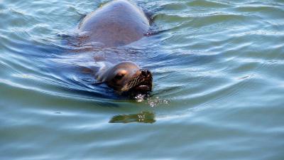 Opvang zeehonden Termunten leeg