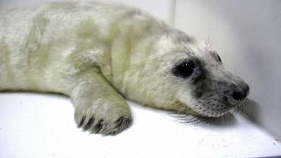 Eerste 'witte huiler' in Zeehondencentrum opgevangen