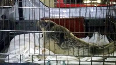 Minder opvang voor zeehonden nodig