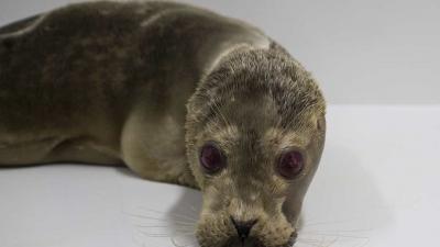 Bijzondere zeehond gevonden op het strand van Noordwijk