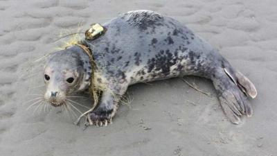 Verstrikte zeehond gered