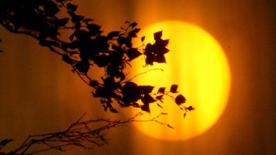 Waarschuwing: Veel bomen door droogte als luciferhoutjes