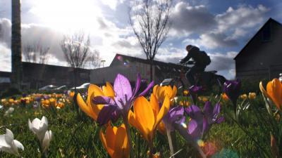 Foto van krokus lente | Archief EHF