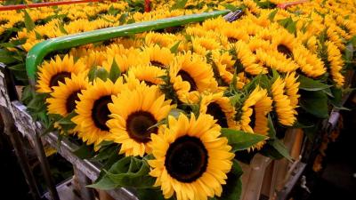 Rusland gaat strenger toezien op import bloemen uit Nederland