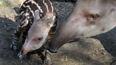 Twee zeldzame tapirs vlak achter elkaar geboren in Artis