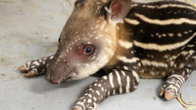Zuid-Amerikaanse tapir geboren in ARTIS