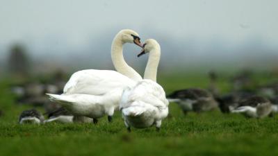 Zwanenpaar doodgebeten door hond 