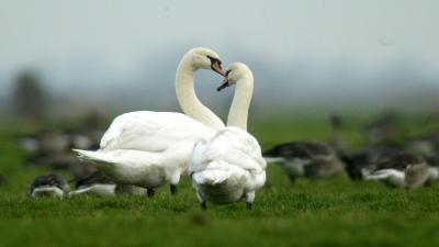 Vogelgriepcontrole op wilde vogels