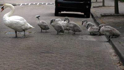 Knobbelzwanen in Zuid-Holland mogen voorlopig niet worden afgeschoten