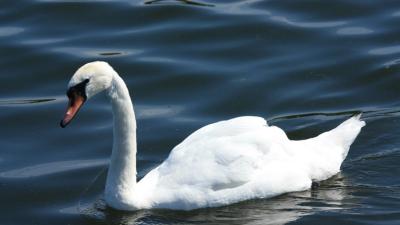 PvdD: Verhandelen gedode knobbelzwanen in strijd met de wet