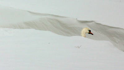 Staatssecretaris Dijksma maakt einde aan zwanendrift