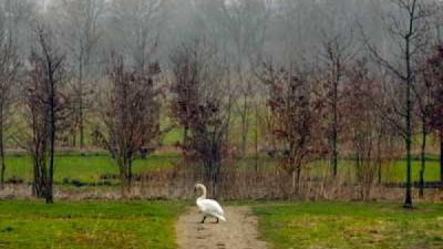 Man gearresteerd voor dumpen asbest in bosperceel
