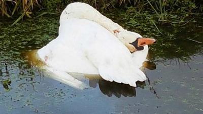 Zwanen in Mijdrecht doodgeschoten