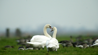 PvdD en GL: Jagers in Groene Hart overtreden nog steeds de regels   