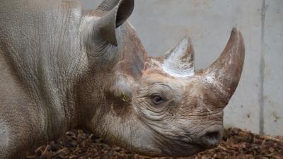 Safari Resort Beekse Bergen verwelkomt zwarte neushoorns 