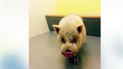 Politie Utrecht houdt varken in cel